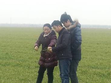 深入萬畝麥園 研究春季追肥方案 深入萬畝麥園 研究春季追肥方案