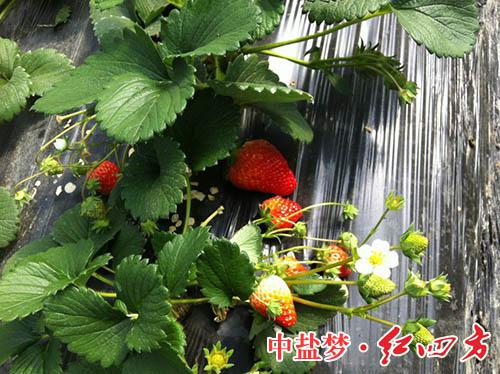 嬌艷欲滴的草莓! 嬌艷欲滴的草莓!