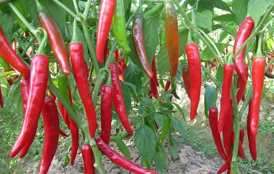 辣椒豐收，全靠紅四方硫酸鉀復(fù)合肥！