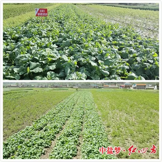 油菜施用紅四方緩釋肥對比試驗圖 油菜施用紅四方緩釋肥對比試驗圖