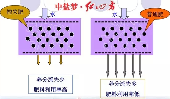 控失復(fù)合肥與普通肥料肥效控失對比圖