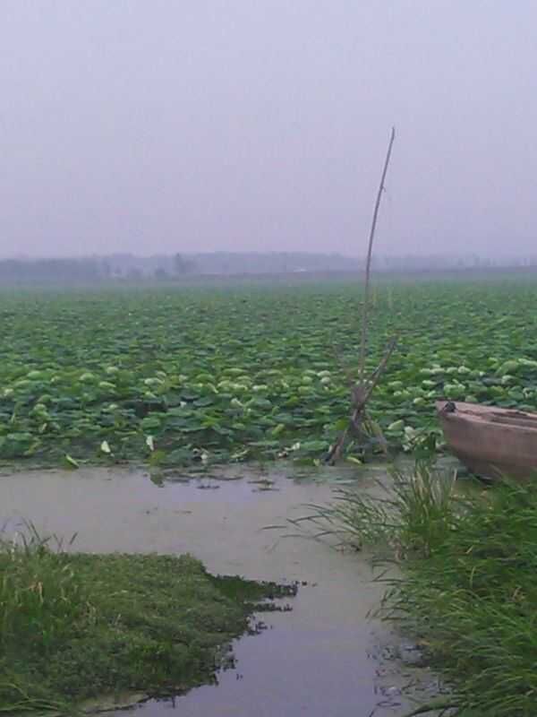 紅四方蓮藕專用肥 紅四方蓮藕專用肥