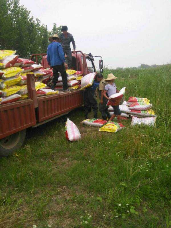 藕農們正在卸載紅四方蓮藕專用肥 藕農們正在卸載紅四方蓮藕專用肥