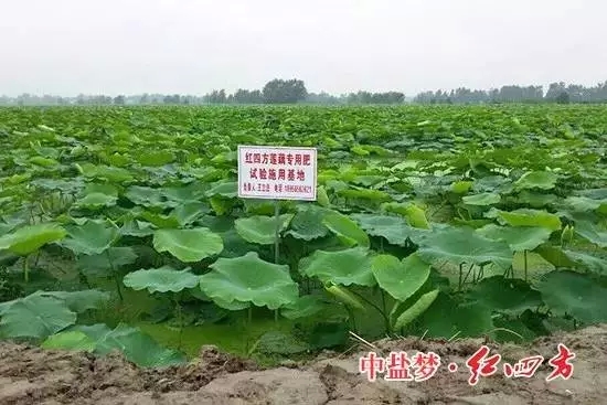 安徽廬江縣白湖鎮楊柳鄉