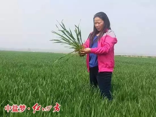 做紅四方復合肥業務經理時,不忘農技服務 做紅四方復合肥業務經理時,不忘農技服務