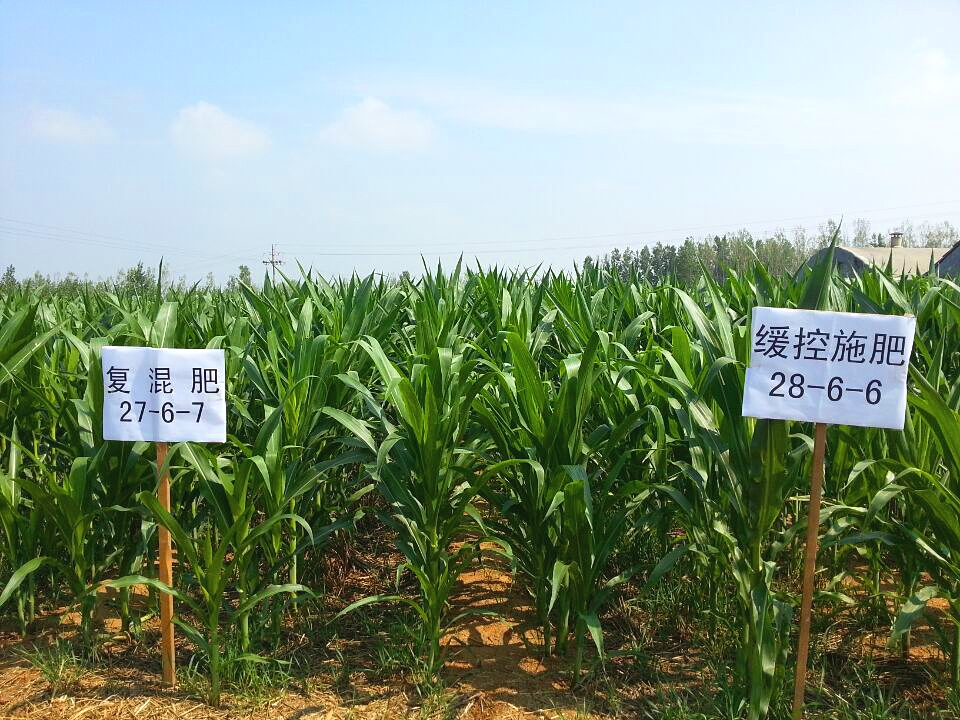 玉米緩控釋肥40%（28-6-6）長勢比復(fù)混肥40%（27-6-7）要好，粗壯
