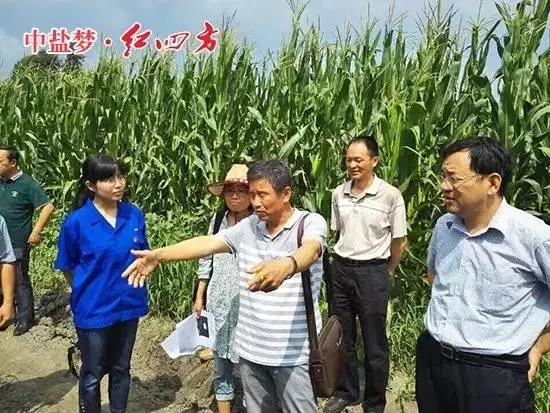 紅四方緩釋肥的養分一直在持續釋放，作物前期不脫肥，試驗效果初步展現