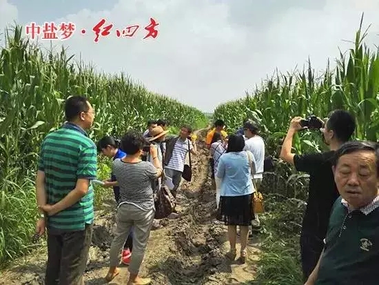 紅四方緩釋肥示范田驗收團隊正式踏上了“東北行”