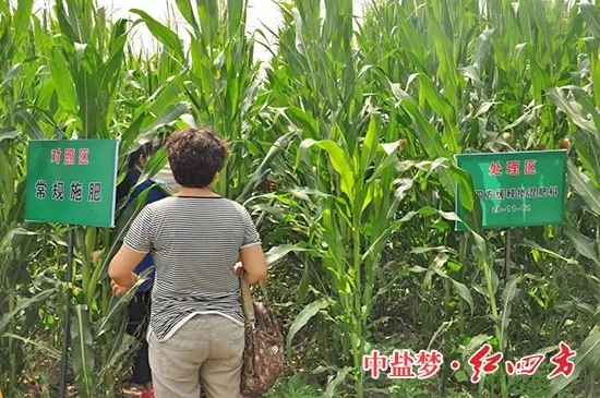 一處施用了紅四方緩釋肥49%（26-11-12），另一處對照組施用了其他品牌緩釋肥料。