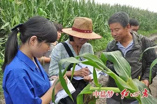 紅四方緩釋肥玉米示范田的處理區與對照區
