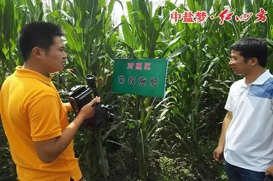走訪團工作人員正在現場查看玉米長勢