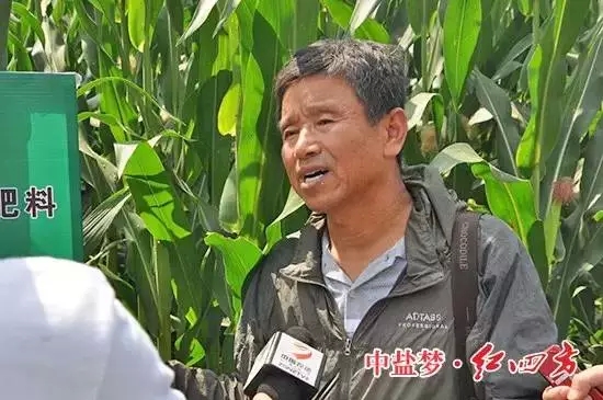 雙城市農技推廣中心站長羅彥平接受采訪
