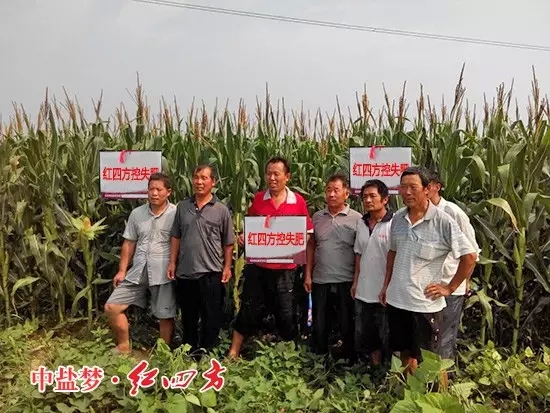 紅四方玉米控失肥效果好，種糧大戶樂開花