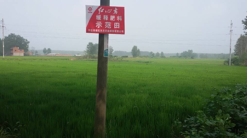 小麥長勢優(yōu)良