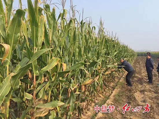 在山西朔城，農化銷售員下鄉回訪了施用過紅四方48%控失肥的農民，老鄉帶著大家走進自家的玉米地。2.