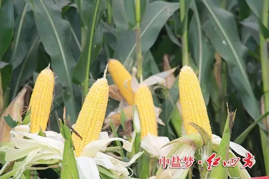 在河南浚縣，紅四方農化服務小分隊走進施用紅四方緩釋肥的田地里，這里的玉米棒子大，不凸尖。