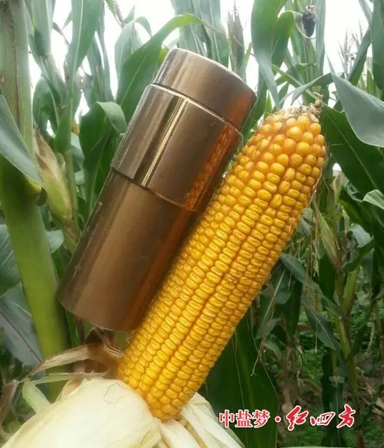 瞧，這玉米棒子，比我的茶杯還大，大家都夸“紅四方”是好肥料，大品牌質量有保證，用得放心更省心。