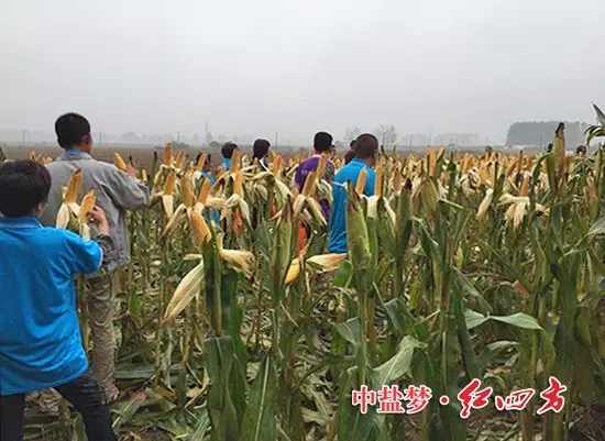 在河南漯河新店鎮，約40名網點商與種田大戶現場觀摩施用紅四方40%（28-6-6）添加腐植酸控失肥的玉米，發現桿徑粗壯、籽粒飽滿、根系發達，良好的肥效獲得一致好評