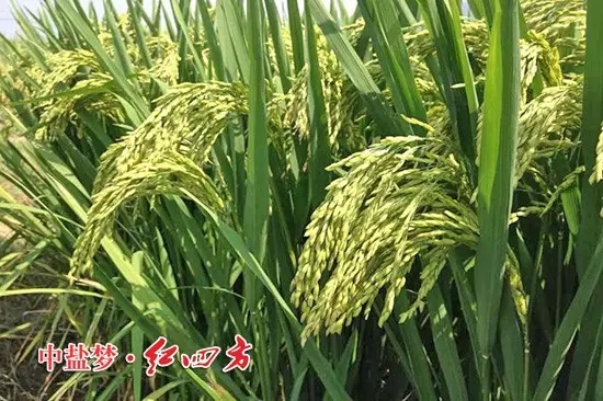 株洲攸縣經銷商蘇海玉發來的施用紅四方肥料的水稻圖片，沉甸甸的稻穗惹人喜愛。