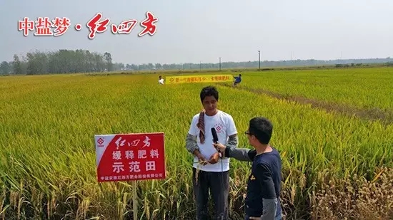 安徽長豐縣水稻綜合實驗示范區，農戶正在接受電臺采訪：“紅四方緩釋肥用在水稻上增產效果非常明顯！”