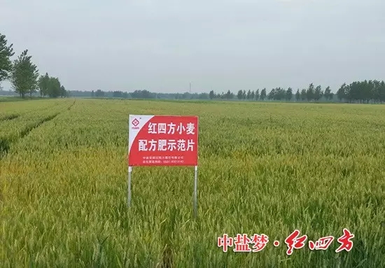 紅四方小麥配方肥，效果真不錯！