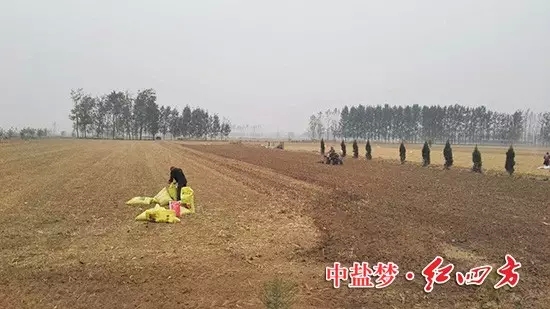 眾里尋它千百度,那肥卻在田間地頭處!--紅四方復(fù)合肥 眾里尋它千百度,那肥卻在田間地頭處!--紅四方復(fù)合肥