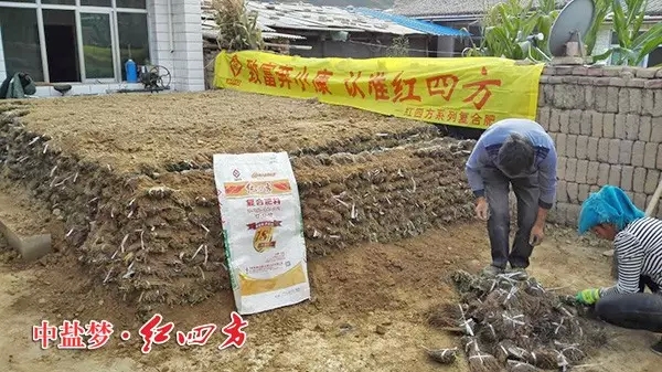 甘肅岷縣農民正在用紅四方硫酸鉀復合肥種植黨參