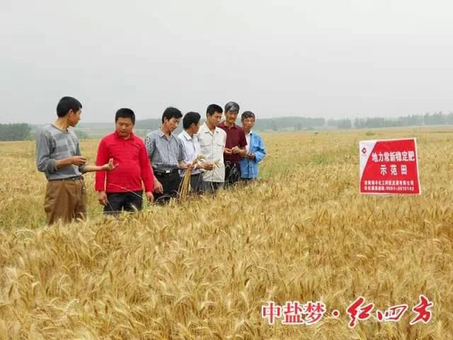 穩定性肥料在小麥作物上表現突出