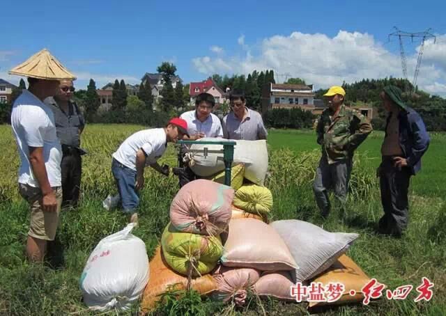 穩定性肥料在水稻上增產明顯