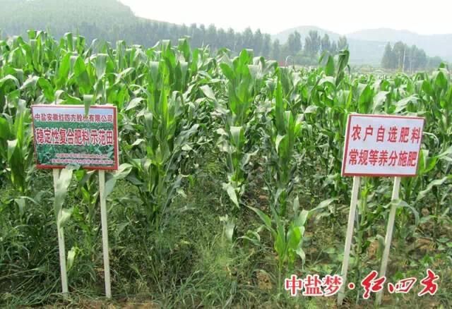 穩定性肥料在玉米上增產明顯