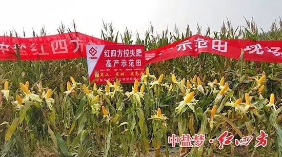 紅四方玉米控失肥高產示范田