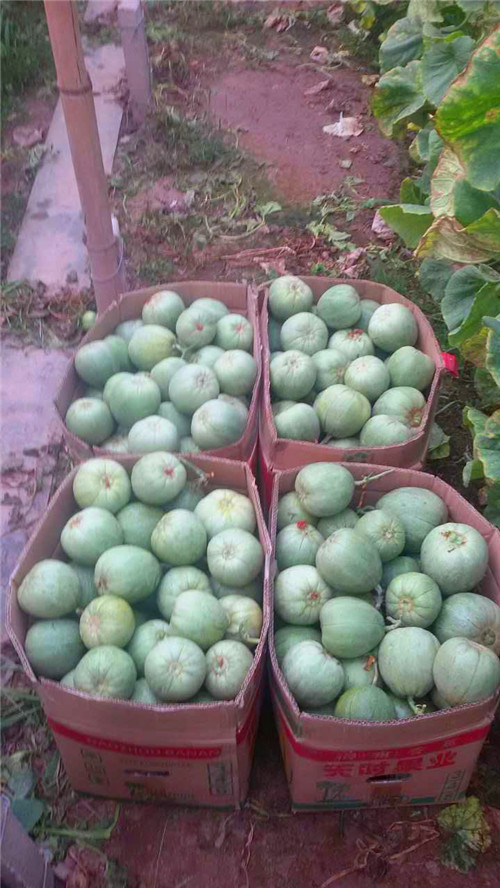 天津地區菜農、瓜農認可紅四方水溶肥品牌