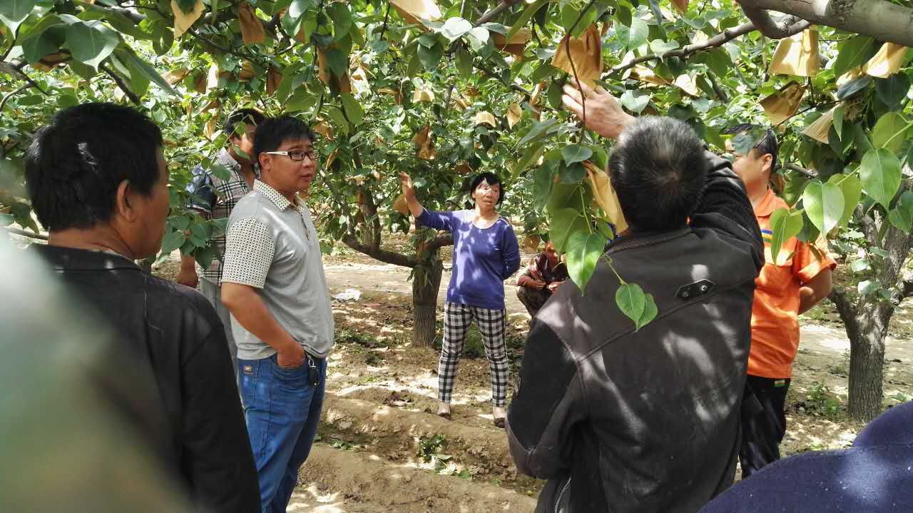 晉州梨樹園觀摩會(huì)，讓紅四方聲名鵲起