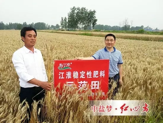 紅四方江淮穩定肥示范田 紅四方江淮穩定肥示范田