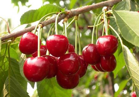 櫻桃施用上色型水溶肥后效果明顯