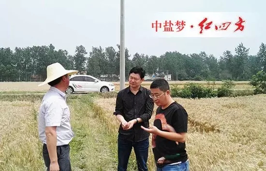 麥?zhǔn)罩畷r，回訪客戶肥料效果