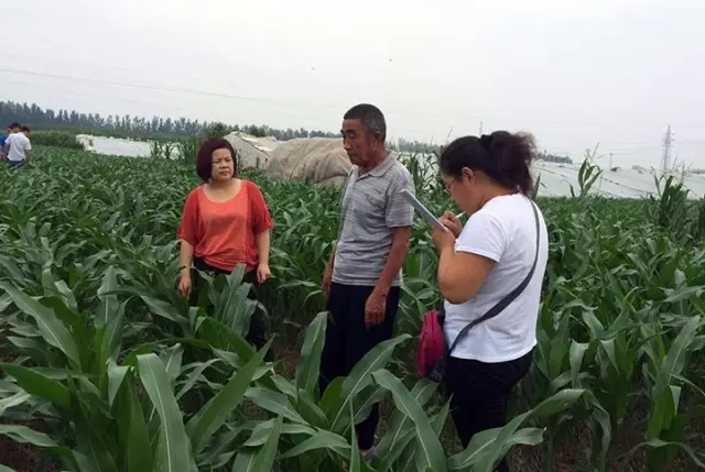 山東聊城高唐縣土肥站工作人員在尹集鎮花園村武克路的紅四方玉米示范田