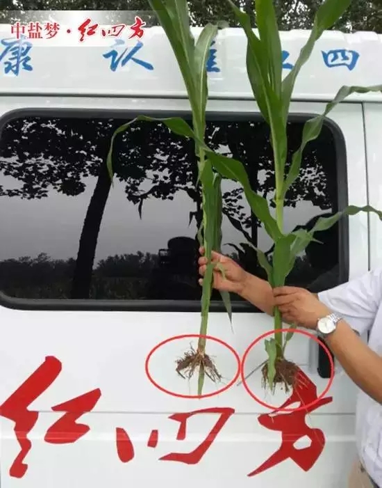 使用紅四方控失肥的玉米（右邊）根系發達，粗撲堅硬