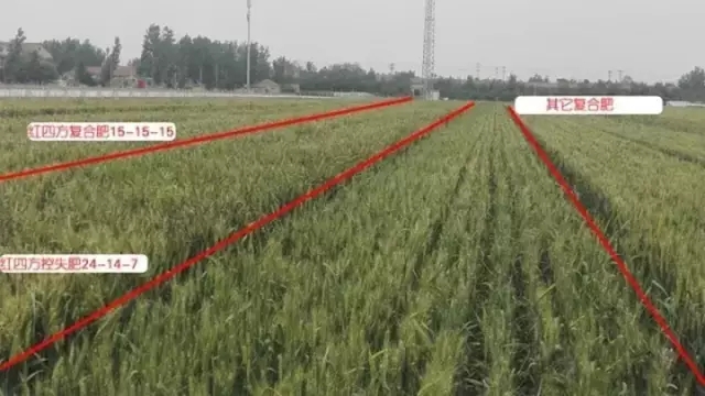 小麥在施用紅四方增效控失肥（24-14-7）后的生長情況。