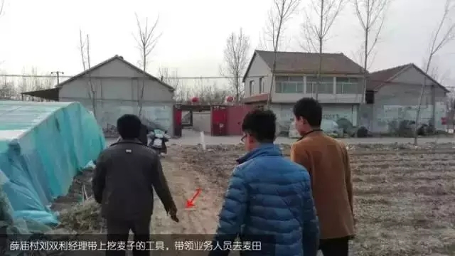 在田間地頭對剛挖的小麥進行根系以及長勢對比。