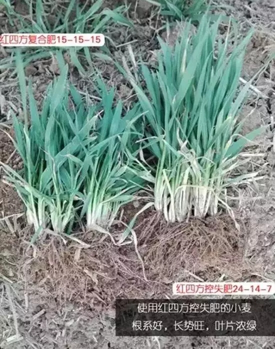 施用紅四方增效控失肥小麥根系發達，植株長勢健壯。