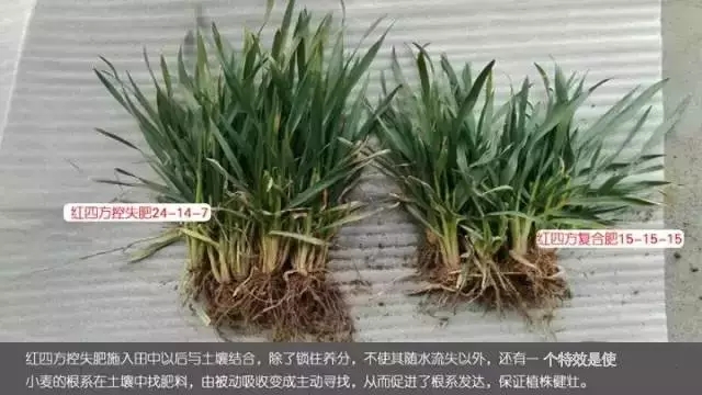 紅四方控失肥施入田中以后與土壤結合，除了鎖住養分，不使其隨水流失以外