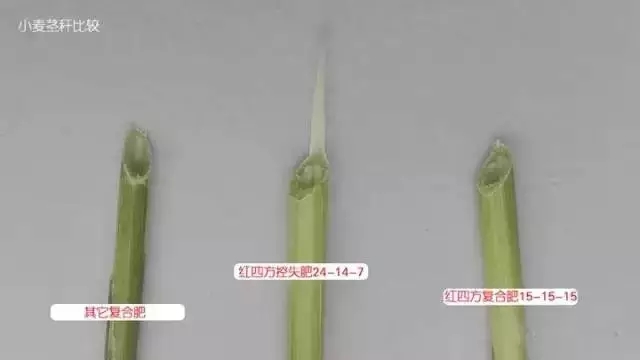 小麥莖稈比較，施用紅四方控失肥的秸稈壁厚粗壯。