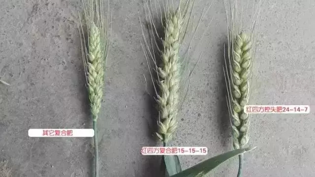 一目了然，施用紅四方控失肥的麥穗粗大、籽粒飽滿。