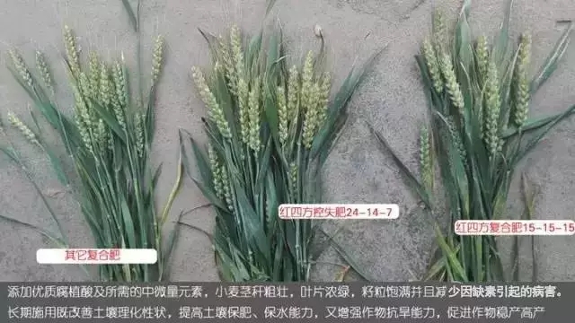 添加優質腐殖酸及所需的中微量元素，小麥莖稈粗壯，葉片濃綠，籽粒飽滿并且減少因缺素引起的病害。