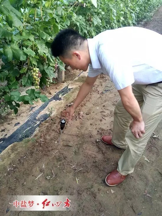 這片地的酸度平均在6.8，是種植紅提最好的土壤酸堿度范圍，說明紅四方水溶肥在充分發揮肥料供應的同時，已經改善了果園的土壤結構與酸堿度。