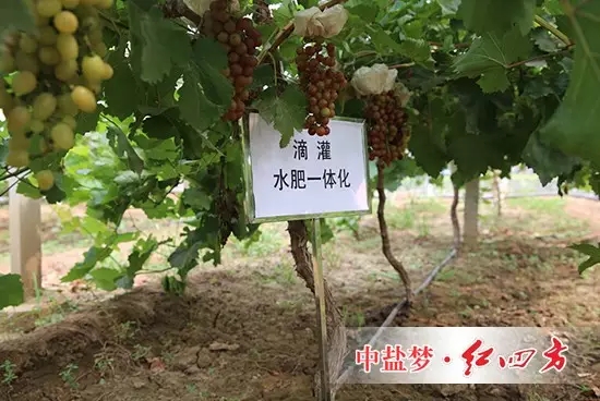 使用紅四方養地水溶肥