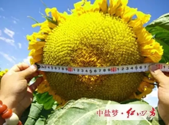 施用紅四方水溶肥的葵花籽飽滿、品質高，籽粒收購價每斤增加0.5元，葵花的產值每畝增加了880元，增幅達25%-27%。