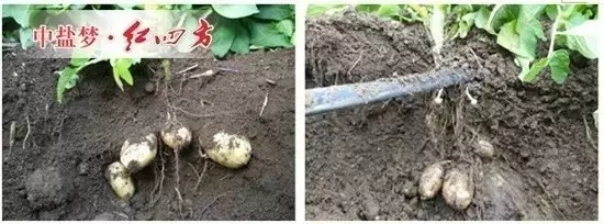 紅四方水溶肥追肥處理（左）與常規施肥處理（右）地下部塊莖的表現地下部塊莖對比的差異也很顯著，即在這一時期，施用紅四方水溶肥的馬鈴薯，薯塊膨大較大，大小均勻；常規施肥處理的馬鈴薯塊莖還比較小。