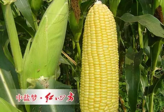 與常規灌 溉施肥相比，滴施液體肥可明顯提高甜玉米對氮、磷、鉀的吸收量；滴施液體肥處理甜玉米的穗重、穗長、穗粗、百粒重、行粒數、產量、糖度分別比常規施肥處理的高 15.1％、2.1％、8.5％、12.3％、6.8％、10.0％、11.7％。
